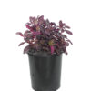 Little Ruby Plant