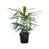 Rhapis excelsa 20cm 200mm