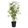 Slender Weavers Bamboo for Sale- #1 Nursery | Spring Colours
