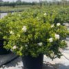 Gardenia Hedge for Sale - Spring Colours Nursery