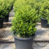 Japanese Box Hedge Bunnings
