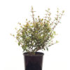 Abelia grandiflora 12.5cm 125mm