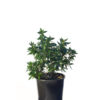 Abelia grandiflora 20cm 200mm