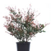 Acmena cherry surprise 20cm 200mm