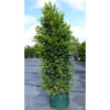 Lilly Pilly Backyard Bliss - Spring Colours Nursery