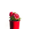 Begonia pink 14cm 140mm 6"