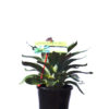 Bromeliad assorted species 20cm 200mm