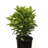 Brunfelsia Dwarf 20cm 200mm