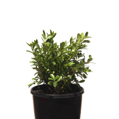 Buxus Micro Micro Korean Box 14cm-140mm