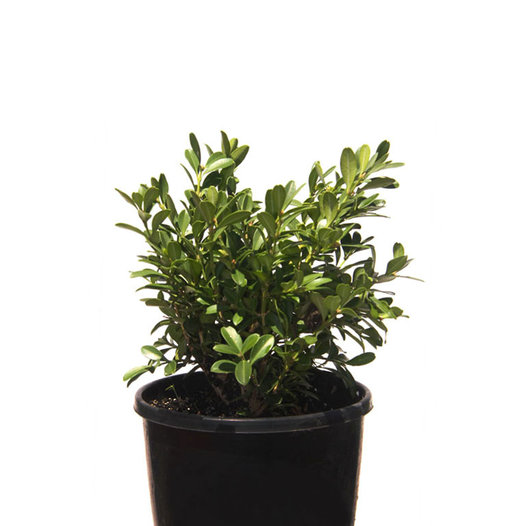 Buxus Micro Micro Korean Box 14cm-140mm