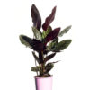 Calathea Makoyana 17cm 170mm