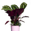 Calathea Roseopicta 17cm 170mm