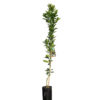 Citrus Dwarf Lemonicious Lemon Meyer 20cm 200mm