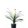 Clivia orange 20cm 200mm