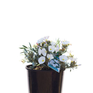 Convolvulus silver bush 20cm 200mm