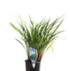 Dianella revoluta 14cm 140mm