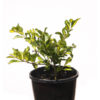 Duranta Aussie 2000 12cm 120mm