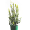 Euonymus tom thumb variegated 20cm 200mm