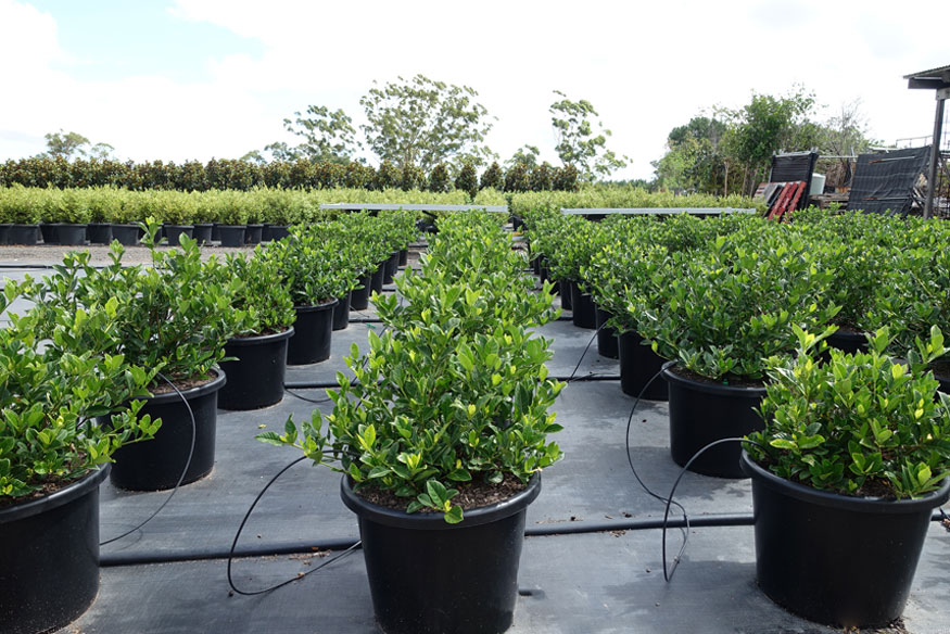 Gardenia Augusta Florida 400mm 40cm field