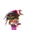 Impatiens pink 12cm 120mm