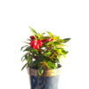 Impatiens red 12cm 120mm