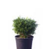 Korean Buxus for sale