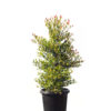 Lilly pilly red tip 30cm 300mm