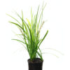 Liriope for Sale- #1 Plant Nursery | Spring Colours