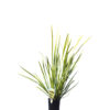 Lomandra hystrix katie bells 14cm 140mm