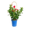 Mandevilla Red