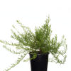 Myoporum parvifolium fine white 14cm 140mm