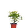 NANDINA DOMESTICA NANA SACRED BAMBOO 9cm 90mm