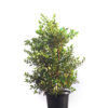 New Zealand Christmas bush 30cm 300mm