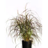 Pennisetum fountain grass 20cm 200mm