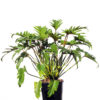 Philodendron Xanadu 17cm 170mm