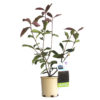 Photinia Black Jack 140mm