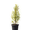 Pittosporum golden sheen 30cm 300mm