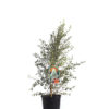 Pittosporum ivory sheen 20cm 200mm