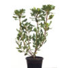 Rhapeoplepsis 20cm 200mm