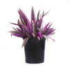 Rhoeo Stripe Me Pink 140mm