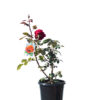 Rose red hybrid tea 20cm 200mm
