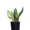 Sansevieria trifasciata Mother in laws tongue 14cm 140mm