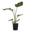 Strelitzia Nicolai Bird of Paradise 140mm