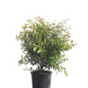 Syzigium elegance 20cm 200mm