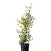 Syzygium Resilience Lilly Pilly