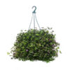 Tahitian Bridal Veil Hanging Basket 20cm 200mm