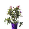 Tibouchina jules 14cm 140mm