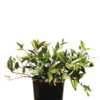 Trachelospermum Asiaticum 12cm 120mm