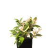 Trachelospermum Tricolour 12cm 120mm