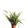 Variegated bromeliad 14cm 140mm